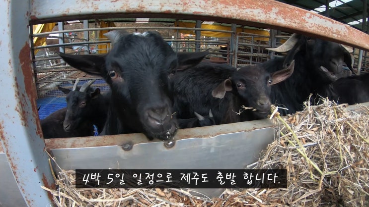  나 홀로 제주도 동부 3박 4일 코스 첫날 제주 게스트하우스 후기