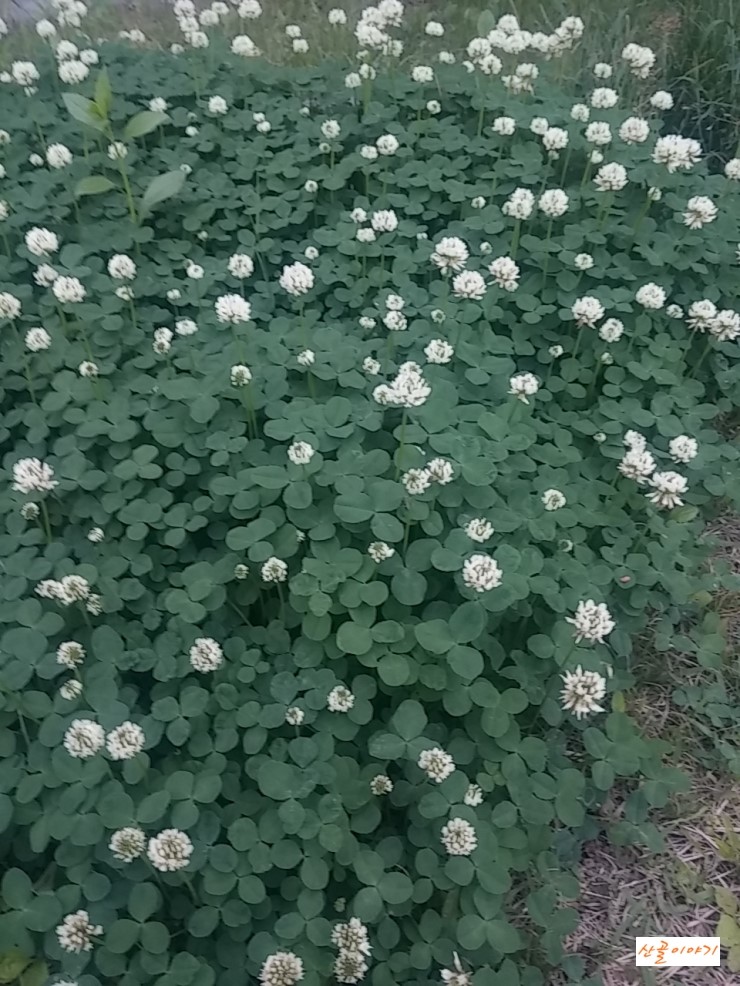 토끼풀의효능