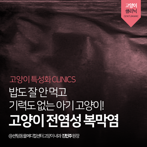  [고양이내과] 밥도 잘 안 먹고 기력도 없는 아기 고양이! 고양이 전염성 복막염 (부산 수영구 광안동 남천동 망미동 민락동 수영동 고양이 전문 동물병원, FIP)