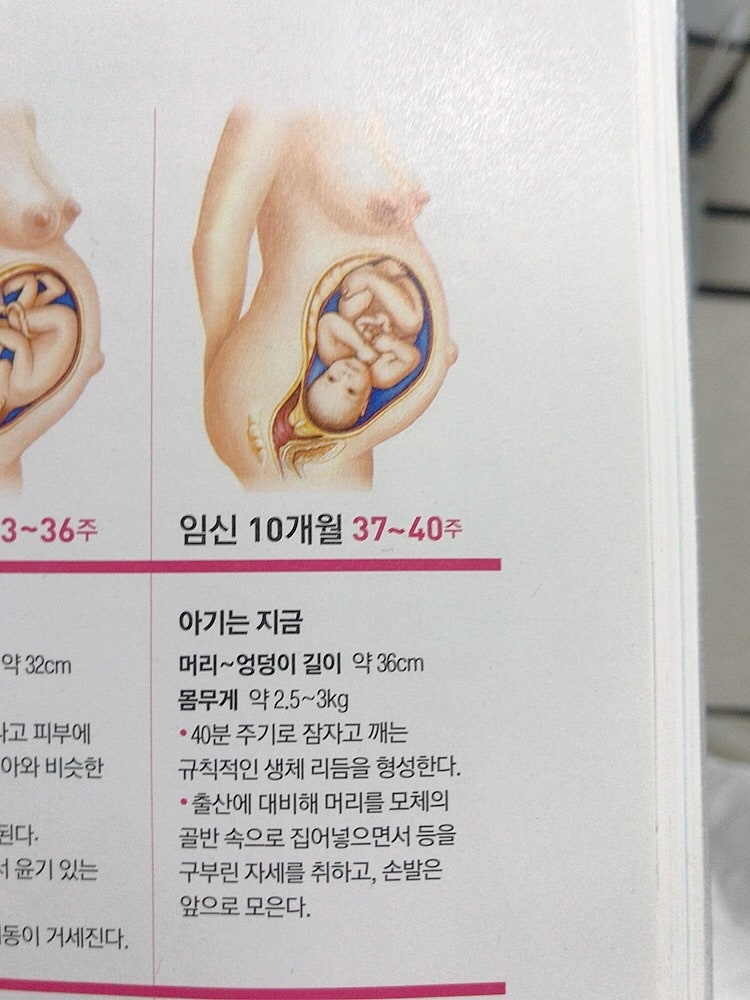 임신 10개월 증상 36주 37주 38주 39주 임산부 내진 방법 후기 가진통 진진통 차이