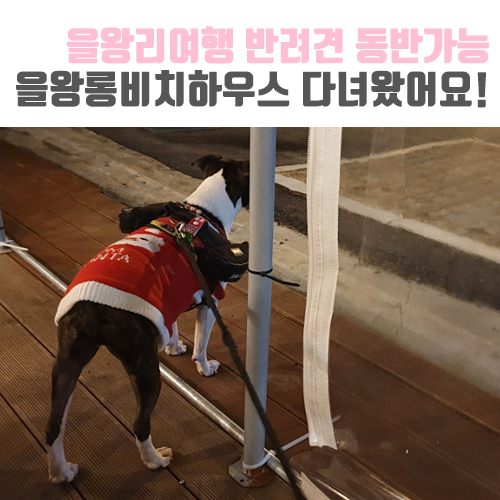  [보보일기/반려견동반] 겨울바다 보러 가까운 을왕리 다녀왔어요! (feat. 을왕롱비치하우스 반려견 동반 펜션)