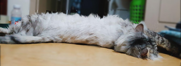 고양이 키우기 궁금증 : 고양이의 몸길이는 어떻게 되나요?