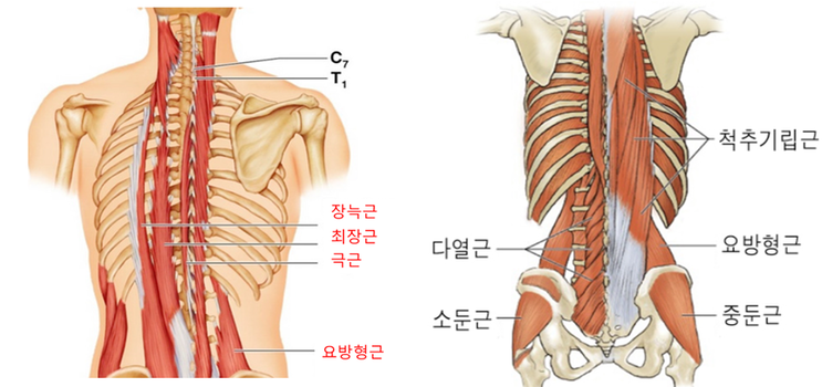  여성에게 좋은 허리운동 2가지!!