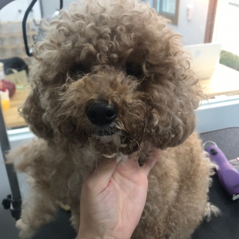멍블리펫샵