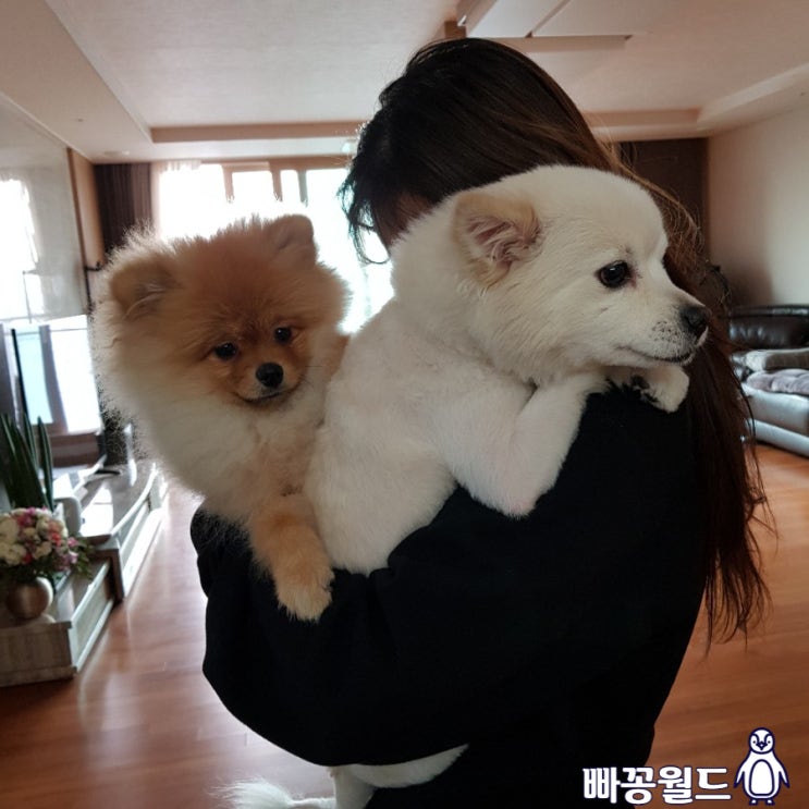  순돌이삼돌이 친해지길바래
