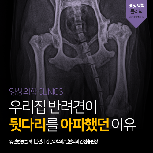  [영상의학과] 우리집 반려견이 뒷다리를 아파했던 이유 (부산 연제구 거제동 연산동 강아지 방사선 정밀 분석 전문 동물병원, 후지파행)