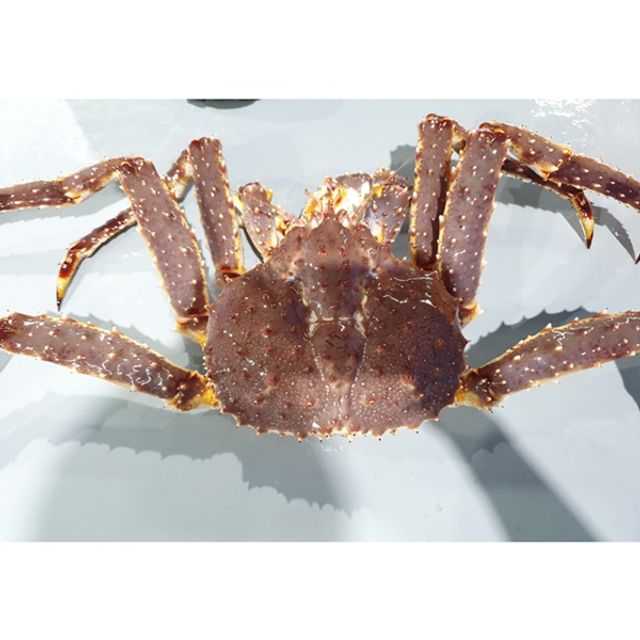   MD 러시아 레드킹크랩 활킹크랩 3kg 