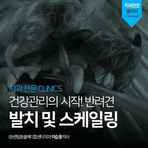 [치과] 건강관리의 시작! 반려견 발치 및 스케일링 (부산 수영구 광안동 남천동 망미동 민락동 수영동 강아지 스케일링 동물병원)