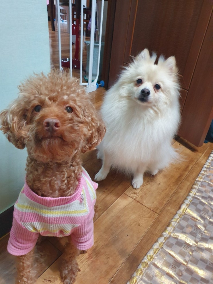  쪼꼬 건모 근황c