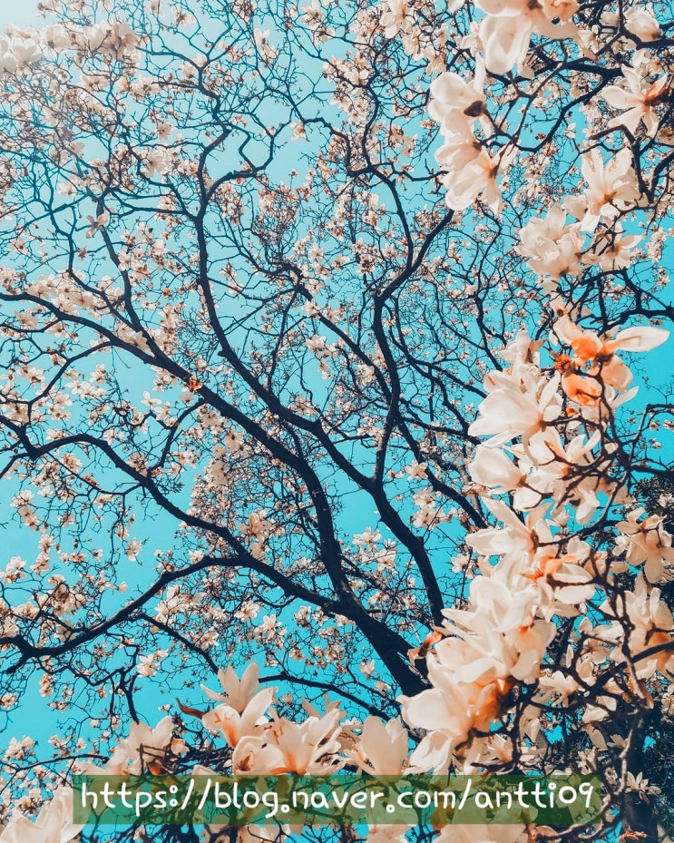  안예은  봄이 온다면