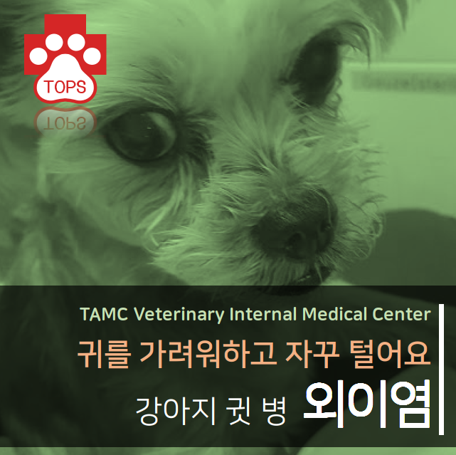  강아지 외이염/귀 가려움/귀 냄새/알러지/탑스 동물 메디컬센터/대구 동물병원/달서구 상인동