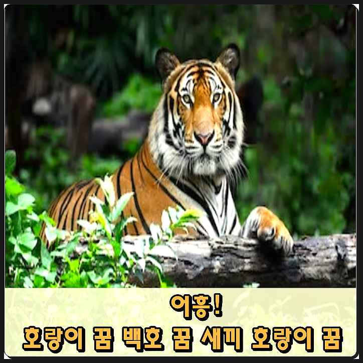  호랑이꿈 백호꿈 길몽이에요!