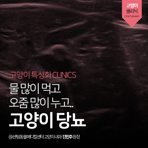  [고양이내과] 고양이 당뇨 - 물 많이 마시고 오줌 많이 누고 (부산 남구 감만동 우암동 문현동 고양이 동물병원, 다음다뇨)