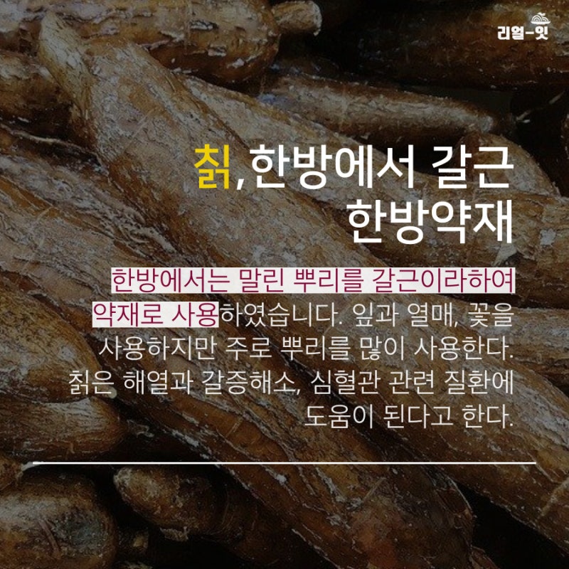 칡즙의 효능 칡 복용법 (갱년기)