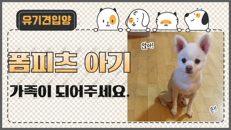 입양완료. 포메라니안 , 스피츠, 폼피츠? 홀로 방황하던 아기의 가족이 되어주세요. 이름을 불러주세요. 입양완료. 포메라니안 , 스피츠, 폼피츠? 홀로 방황하던 아기의 가족이 되어주세요. 이름을 불러주세요.