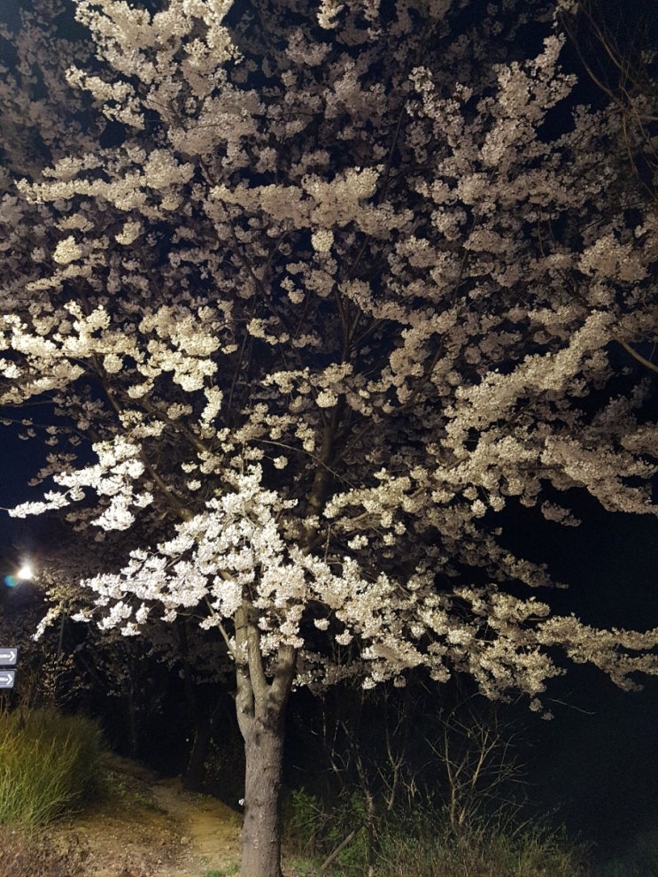 문정 장지 벚꽃 산책: 장지천길의 밤