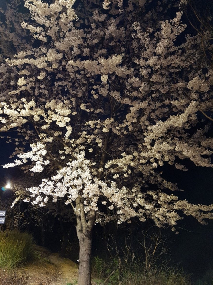  문정 장지 벚꽃 산책: 장지천길의 밤