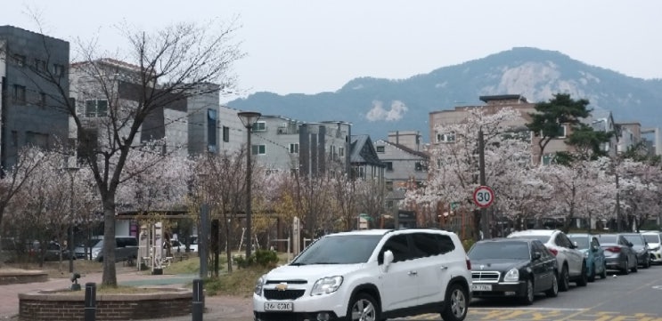  오늘은 벚꽃이 80% 가까이 폈다.. 날씨만 좋았으면 사진이 이쁘게 나왔을 텐데....