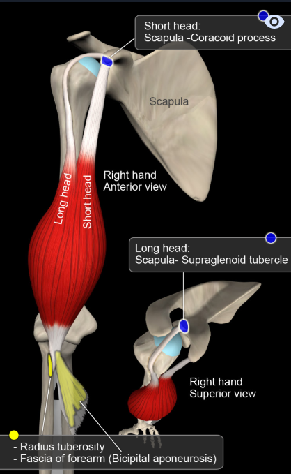 상완이두근(Biceps brachii) '위팔두갈래근'
