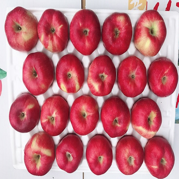 가성비 사과 [고운사과]청송사과 꿀 사과 19년도 햇사과 5kg 25과내외 10kg 40과내외, 1box, ④5kg가정용흠과13~17과(크기혼합) 인기제품 추천