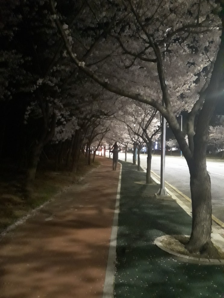  #명지벗꽃