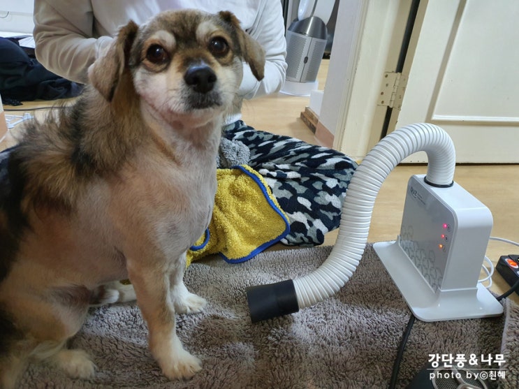  두즈 강아지 드라이기 시즌2 핸즈프리 어떨까? 내돈내산