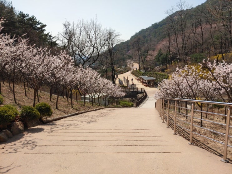 아차산-용마산으로 이어지는 봄꽃 등산