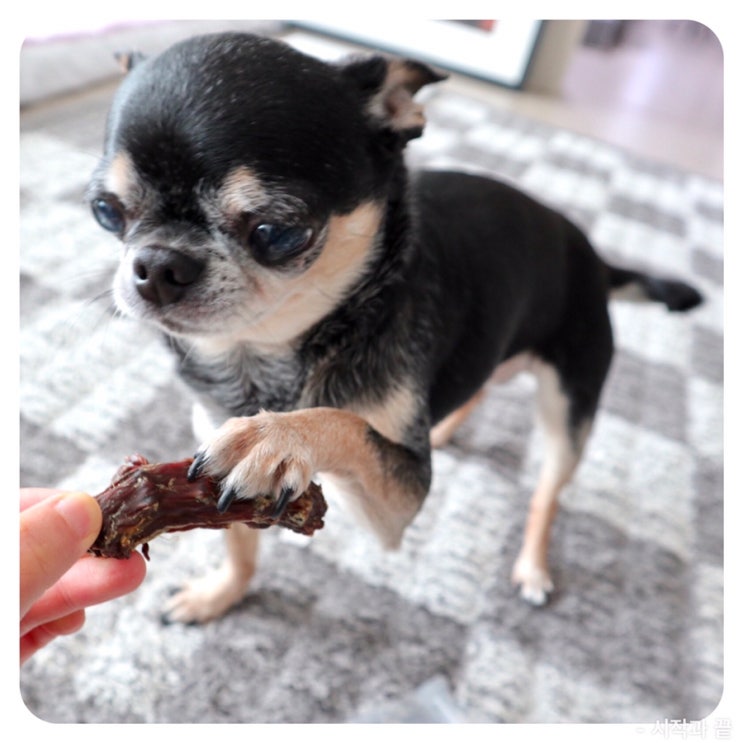  대용량강아지간식이 싸게 친다!천군맘마 강아지오리목뼈 기호성 굿!