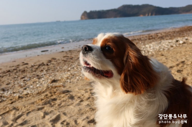 태안 안면도 애견동반 여행 겨울바다 수영
