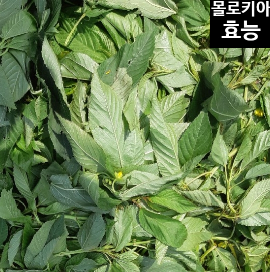  몰로키아효능 부작용은 없을까(+꿀정보)