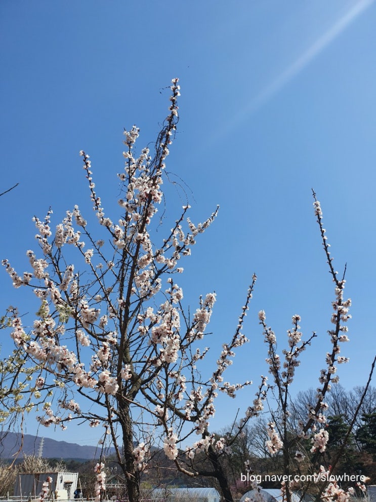 &lt;잇님유행&gt; 동네벚꽃 / 제주도유채꽃/ 봄꽃힐링타임