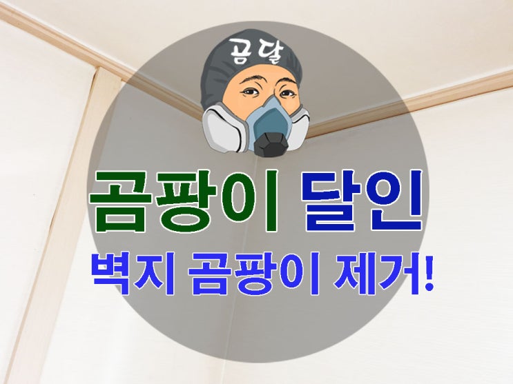  벽지 곰팡이제거 벽지 안쪽까지 해결하기!