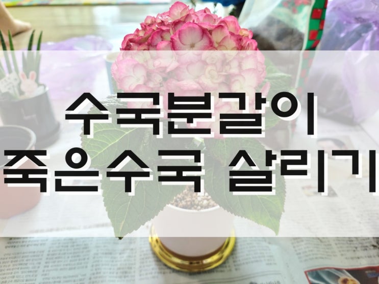  수국분갈이,수국키우기꿀팁,수국물주는법,죽은수국살리기,수국꽃말
