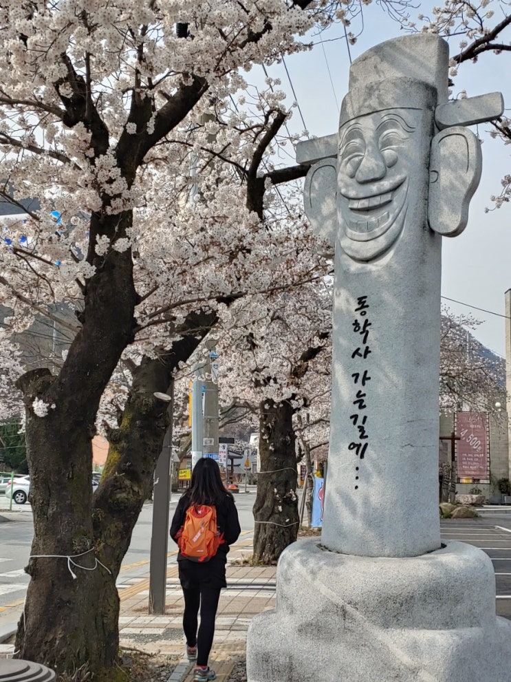  동학사벚꽃길축제  벚꽃개화시기  대전근교가볼만한곳 동학사추천  대전허벌라이프