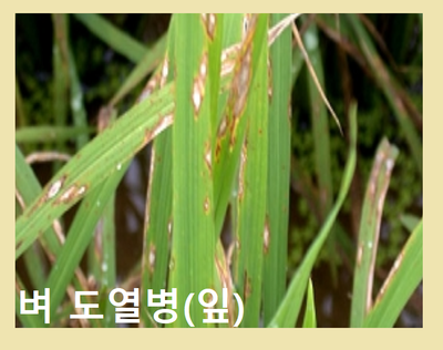  [식용작물학 요약] 벼의 스트레스와 다양한 재배법(병해방제, 충해방제)