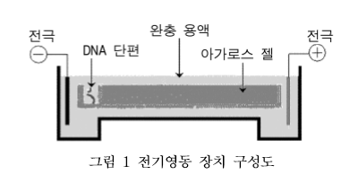 전기영동(Electrophoresis) : 네이버 블로그 전기영동(Electrophoresis) : 네이버 블로그