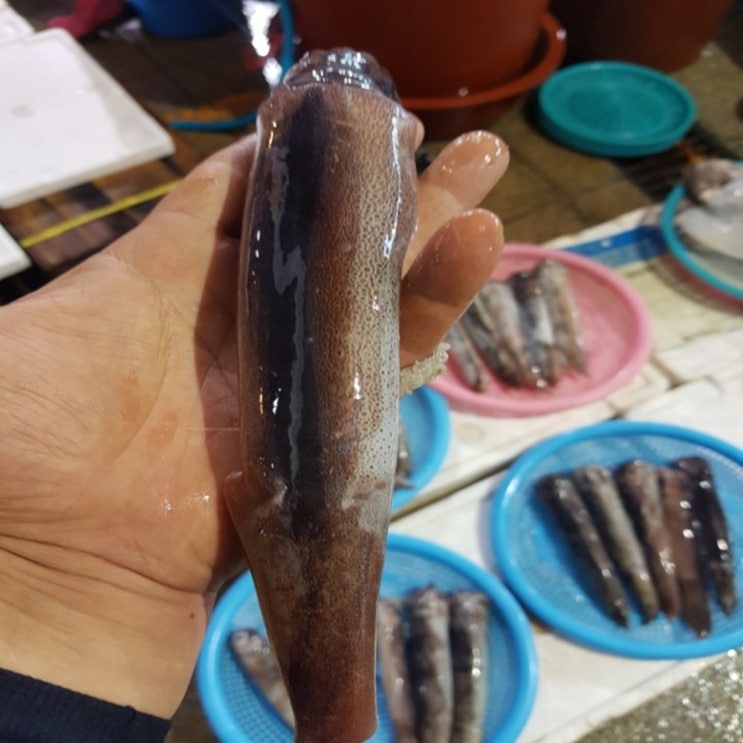 포항 자연산 급냉 총알오징어 1kg, 1박스, 1kg 10미내외 추천해요 포항 자연산 급냉 총알오징어 1kg, 1박스, 1kg 10미내외 추천해요