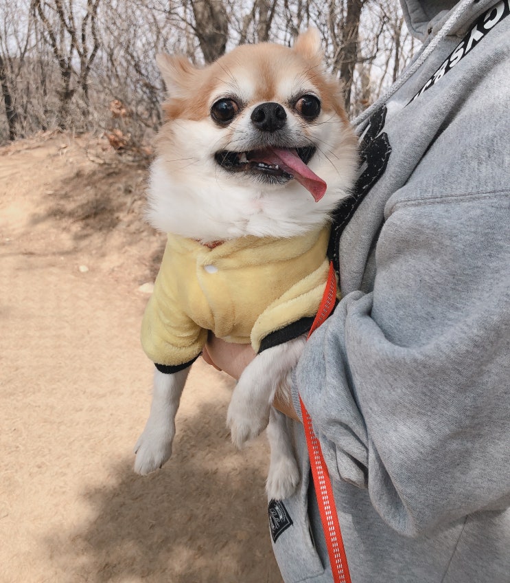  강아지등산 청계산 꽃이 하나둘 피고 있어~ 넘넘 예쁜것~