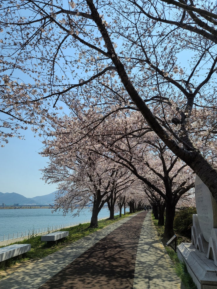  부산 벚꽃 명소 사상 삼락 생태 공원(낙동 제방 벚꽃길) 나들이