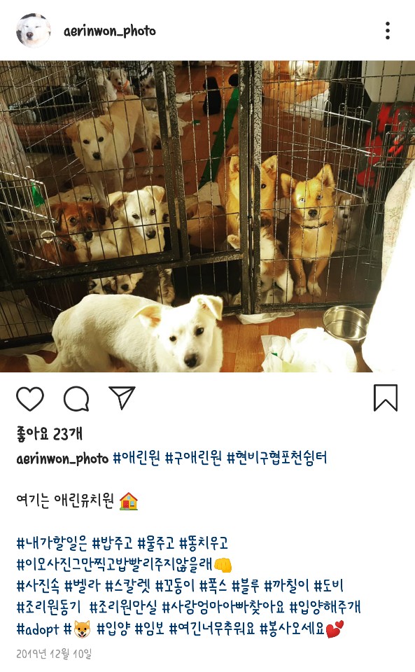 유기견 포천쉼터(구 애린원)에 이불보내기