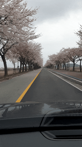 양양벚꽃, 드라이브쓰루 벚꽃길, 양양낚시 수산항