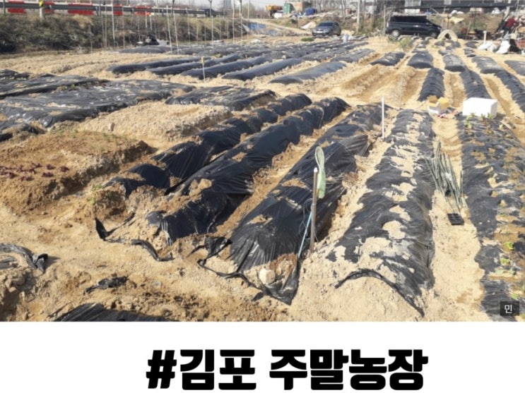 [ep 6] 김포 주말농장 모종심기 두번째~