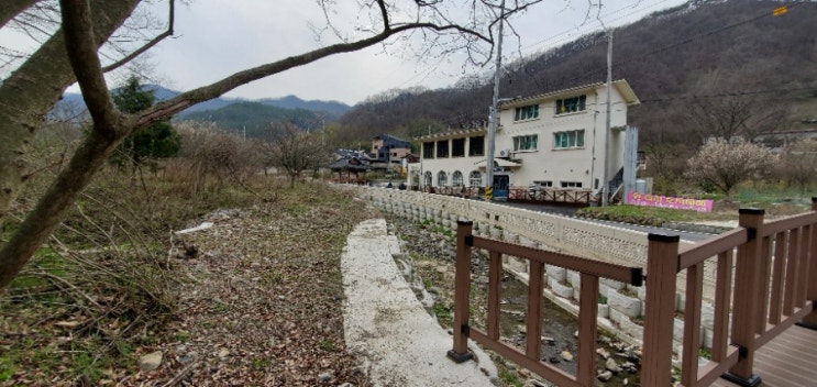  상관편백숲