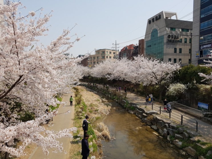 마천 거여 벚꽃 산책: 성내천