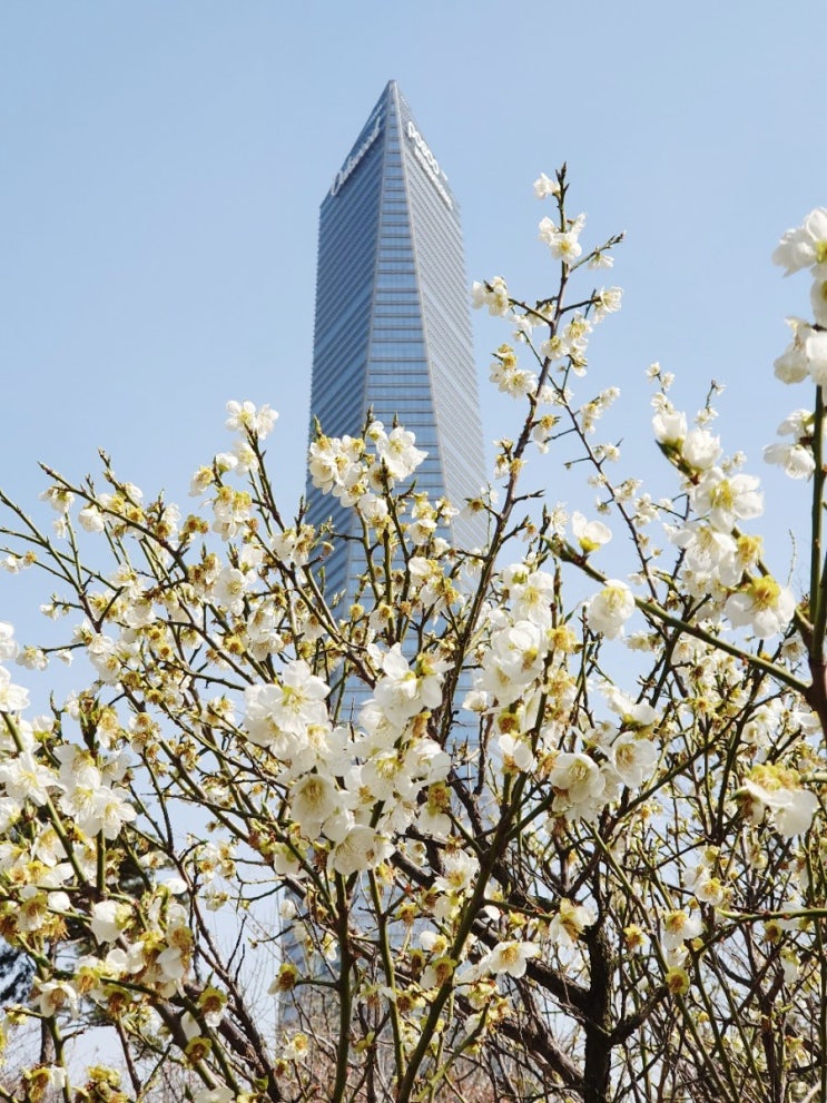 송도 센트럴파크공원 벚꽃나들이 다녀왔어요^^