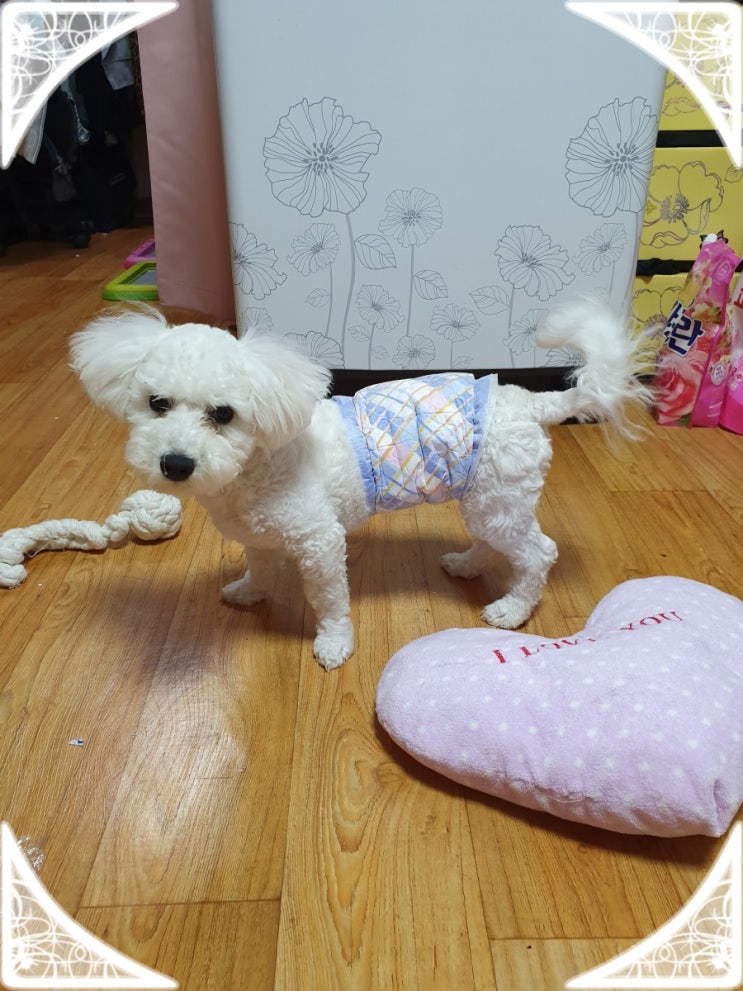  수컷강아지 기저귀 "나트리스 기저귀" 흡수력최고! 통풍최고!