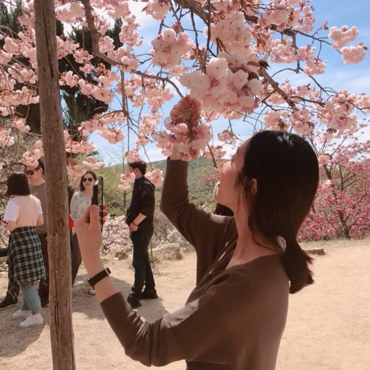  4월은 아름다운 서산으로 용비지 / 개심사 / 겹벚꽃