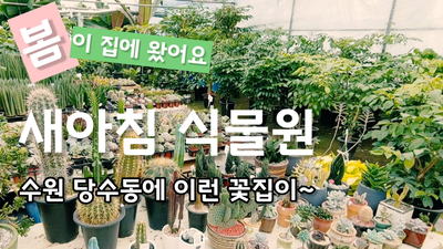  수원 새아침식물원에서 봄꽃 구경하고 샀어요.(feat. 잠깐의 외출)
