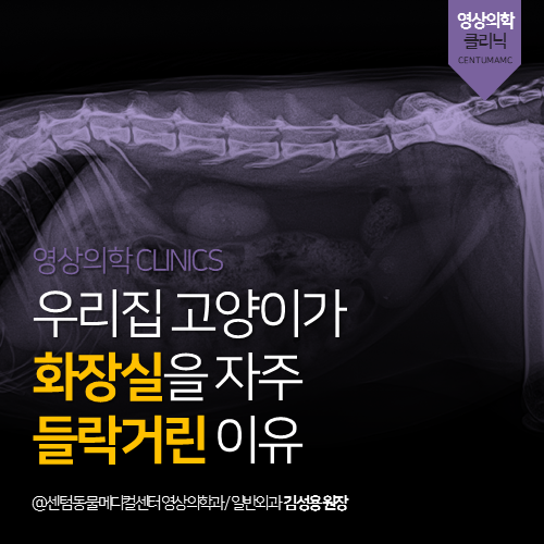  [영상의학과] 우리집 고양이가 화장실을 자주 들락거린 이유 (부산 연제구 거제동 연산동 방사선 초음파 분석 동물병원, 빈뇨)