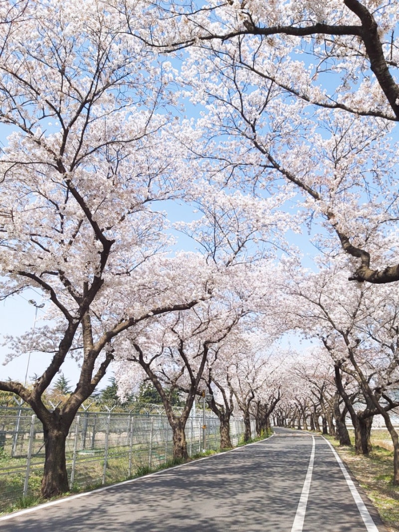 풍산금속 벚꽃길 : 네이버 블로그